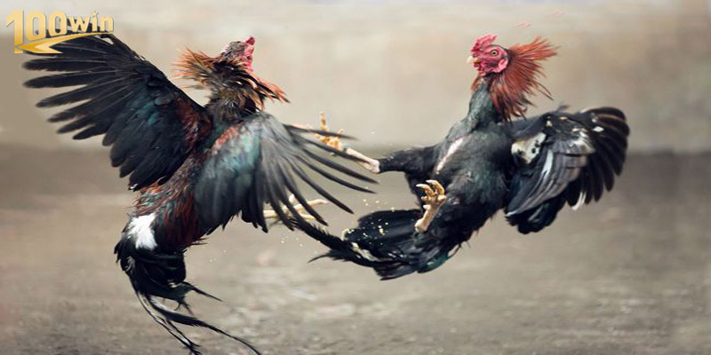Đá Gà Đòn Cùng Một Loạt Các Bí Kíp Chinh Chiến Bất Bại