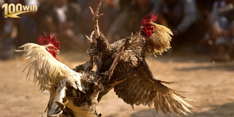 Khoảnh khắc kịch tính khi hai chiến kê lao vào nhau