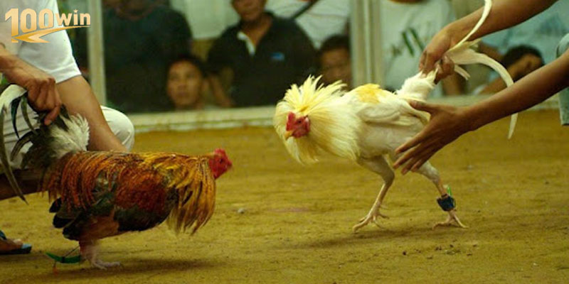 Màn so tài giữa hai chiến kê tại đấu trường châu Á